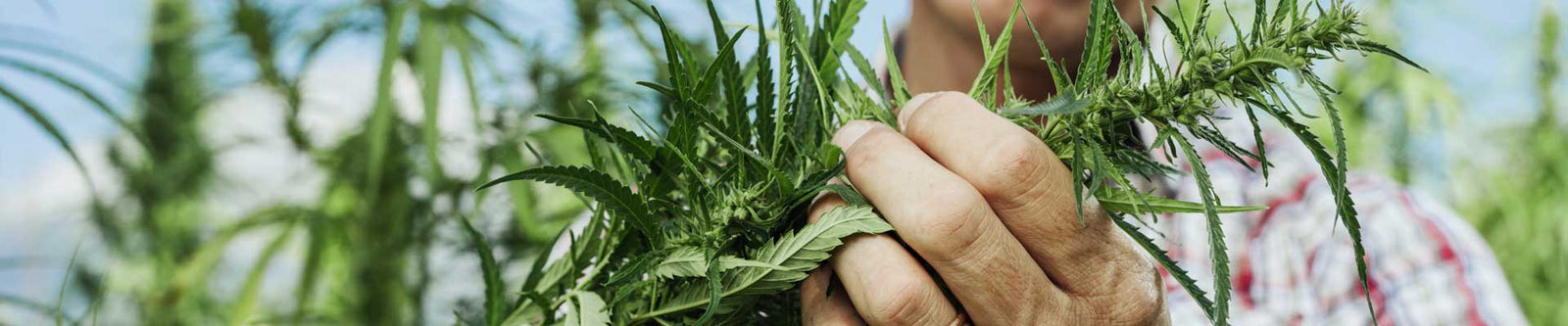 CBD Öl Natur Pflanze